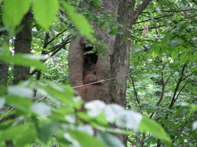 Racoon