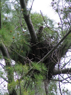 Hawk nest