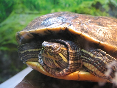 Turtle
