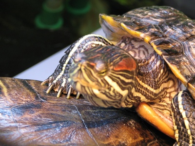 Other turtle