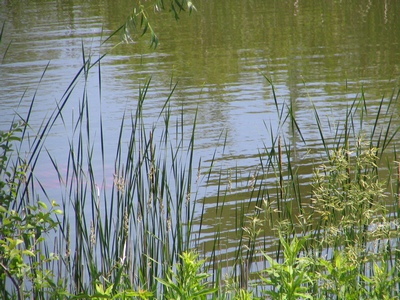 Pond