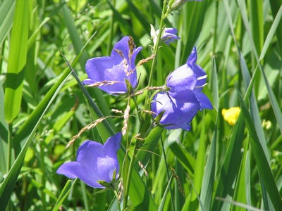 Wildflowers