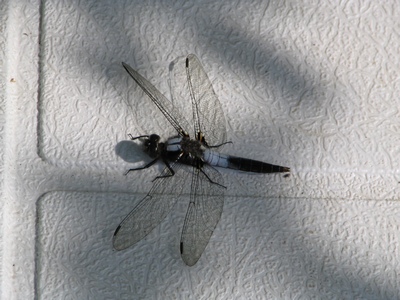 Dragonfly