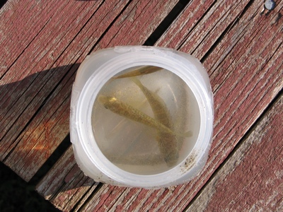 Fish