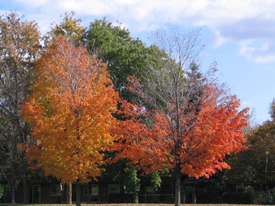 Fall colours
