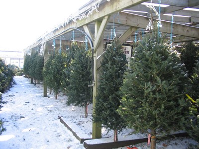 Christmas Trees