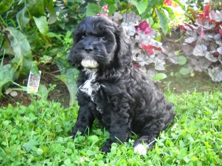 Puppy