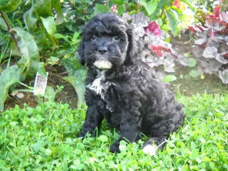 Puppy