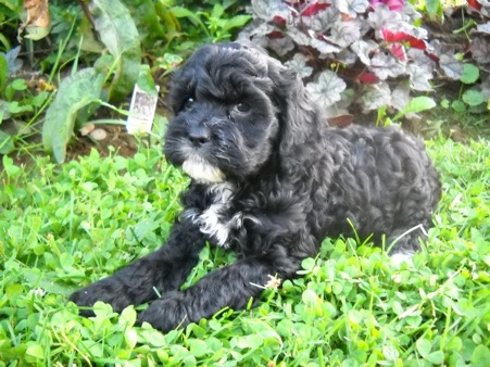 Puppy