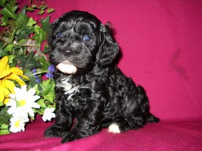 Puppy