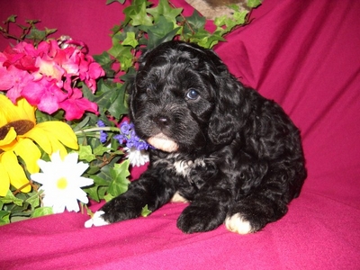 Puppy