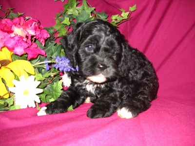 Puppy