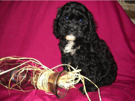 Puppy