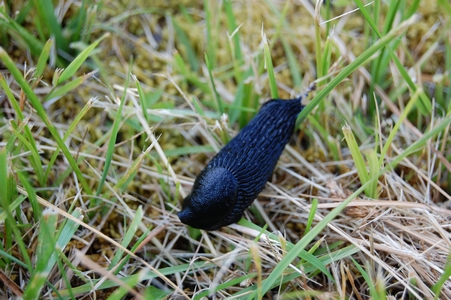 Slug