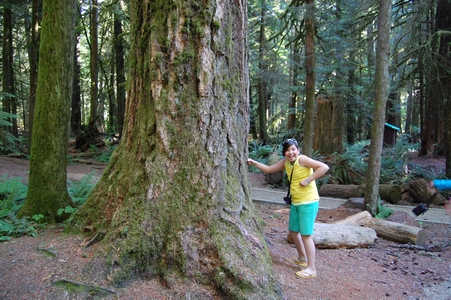 Cathedral Grove