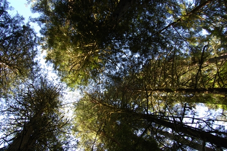 Looking up