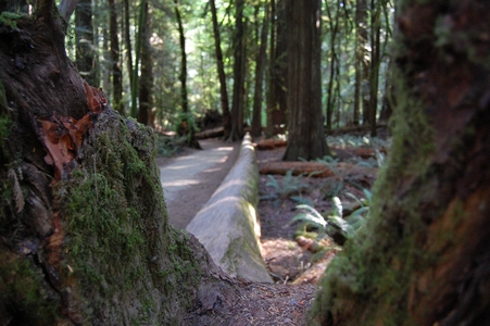 Fallen tree