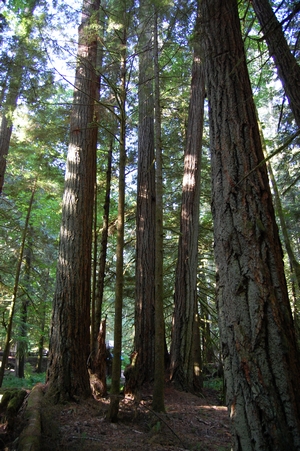 Trees
