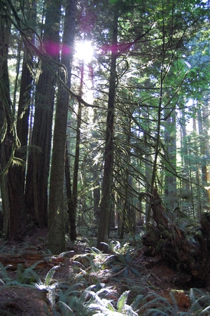 Forest light