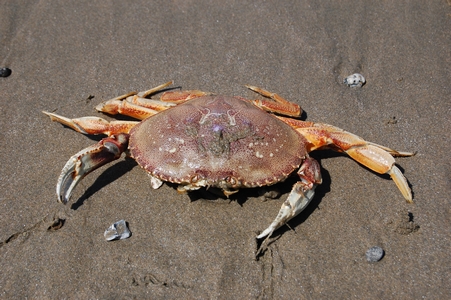 Dead crab