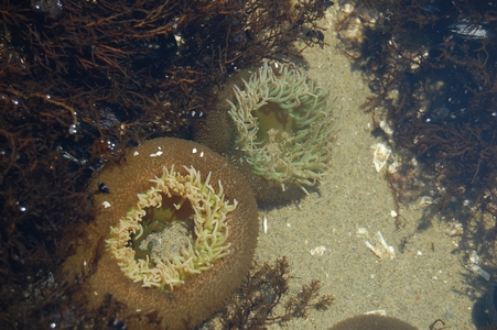Tide pool
