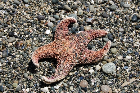 Starfish
