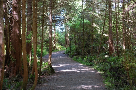 The trail