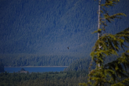 Bald eagles