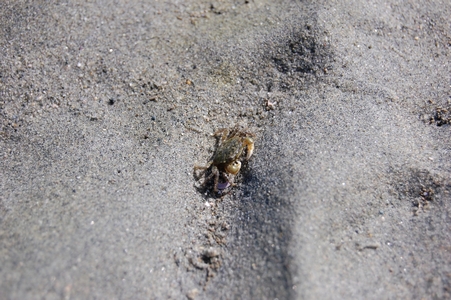 Crab