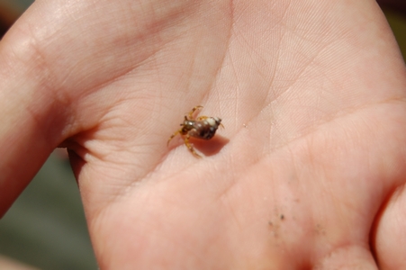 Crab