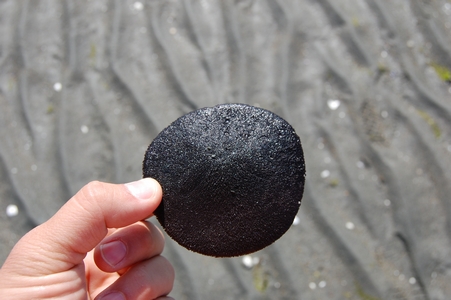 Sand dollar