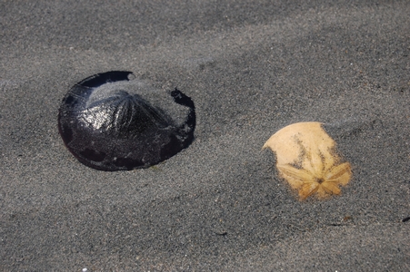 Sand dollars