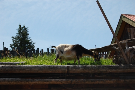 Goats on the roof