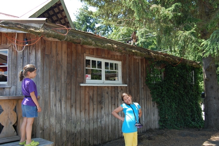 Goats on the roof