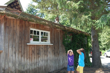 Goats on the roof