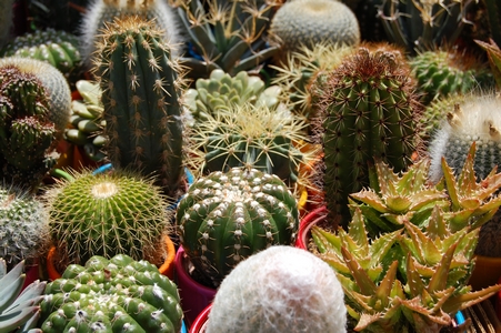 Cacti