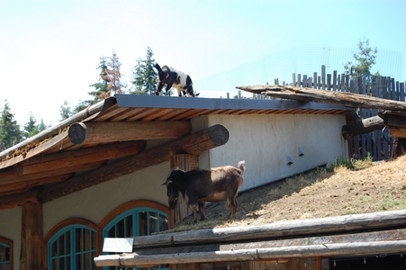 Goats on the roof