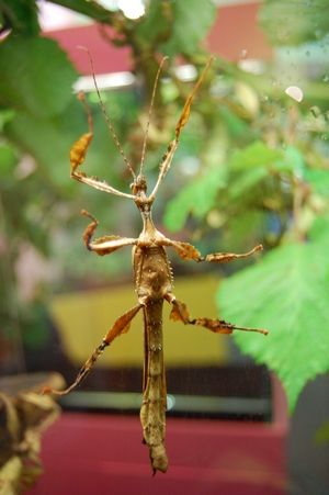 Bug