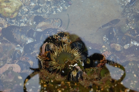 Tide pool