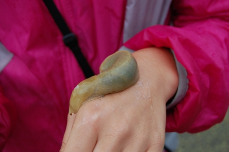 Banana slug