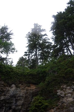 Botanical Beach