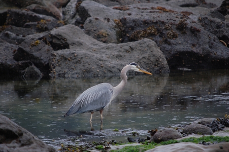 Great Blue Heron