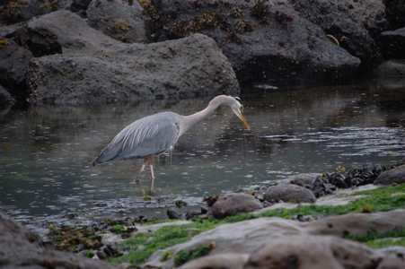 Heron