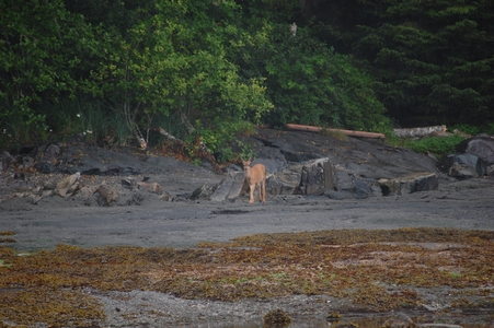 Deer