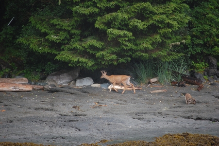 Deer