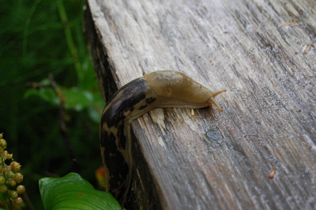 Banana slug