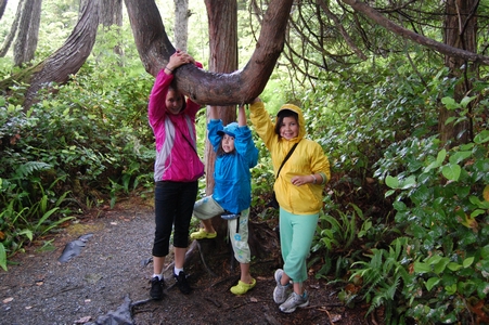 Sloth tree