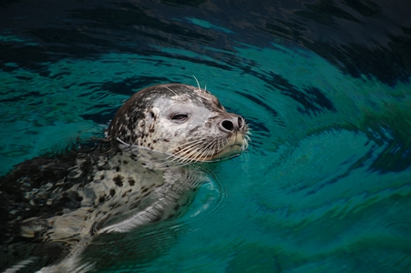 Vancouver Aquarium