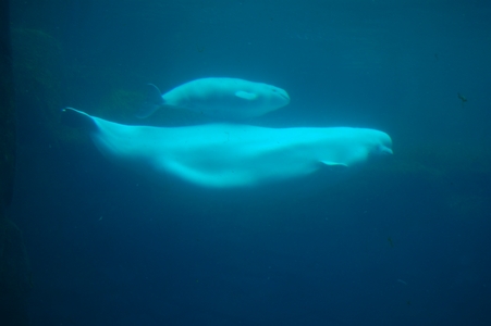 Belugas
