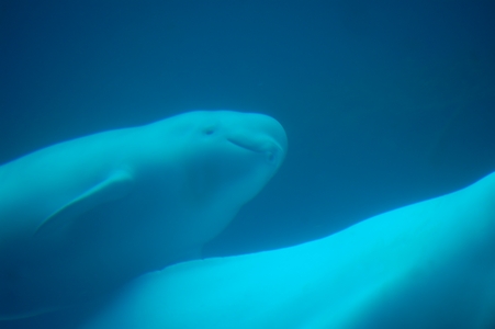 Belugas